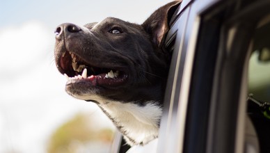 hond vervoeren, hond in auto, veiligheid hond, huisdieren in auto, autorijden met hond, wetgeving, crashtest, hond in koffer, hond op achterbank