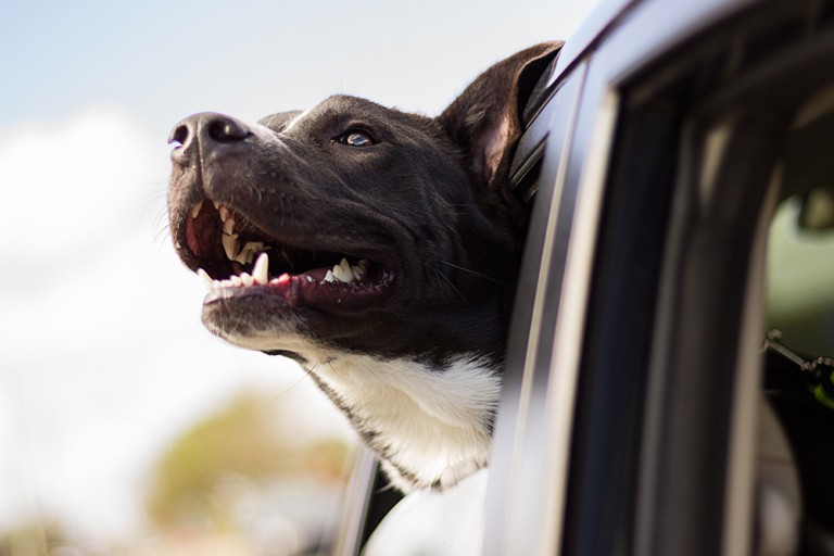 hond vervoeren, hond in auto, veiligheid hond, huisdieren in auto, autorijden met hond, wetgeving, crashtest, hond in koffer, hond op achterbank