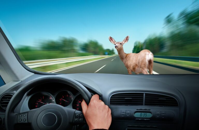 Verzekerd voor een aanrijding met een dier