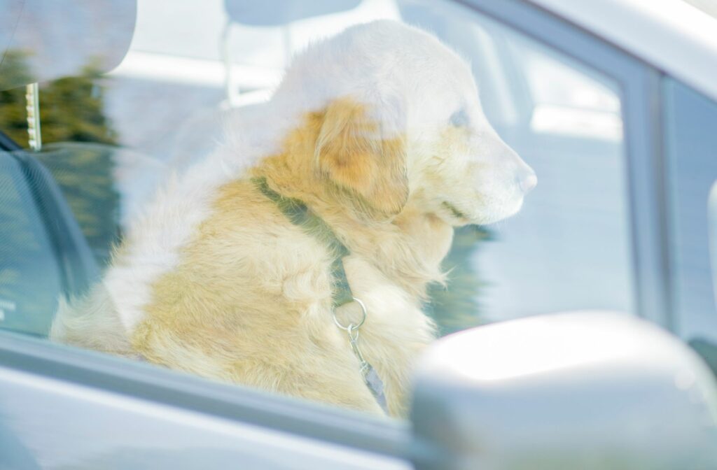 hond in de auto tijdens de hitte