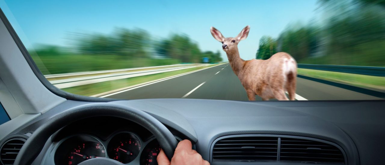 Verzekerd voor een aanrijding met een dier