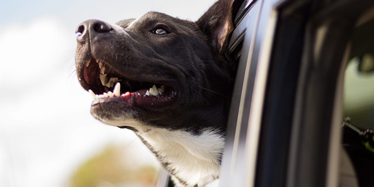 hond vervoeren, hond in auto, veiligheid hond, huisdieren in auto, autorijden met hond, wetgeving, crashtest, hond in koffer, hond op achterbank